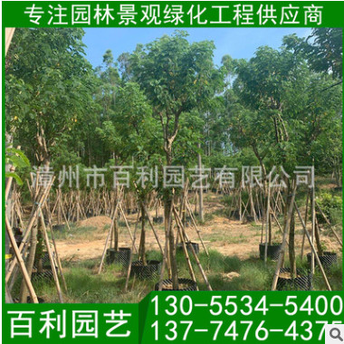 福建黃花槐基地直銷 黃花槐報價 廠家直銷 量大從優