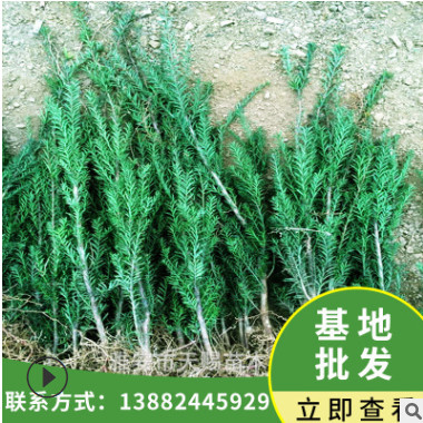 基地批發(fā)曼地亞紅豆杉樹苗 庭院室內(nèi)綠植樹 紅豆杉小苗高40-70cm