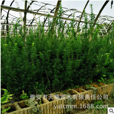 曼地亞紅豆杉3年苗園林觀賞綠化造林苗產(chǎn)地直銷曼地亞紅豆杉樹苗