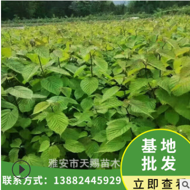 四川雅安珙桐鴿子花樹水梨子種植基地批發(fā)珙桐綠化樹苗和平象征樹