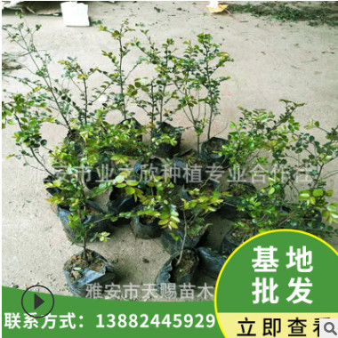 基地直銷小葉紫檀樹苗珍貴樹種雞血紫檀容器袋苗園林培育杯苗批發(fā)