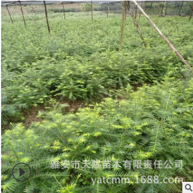 嫁接香榧樹苗南北方種植耐寒果樹盆栽庭院綠化植物香榧雄樹嫁接苗