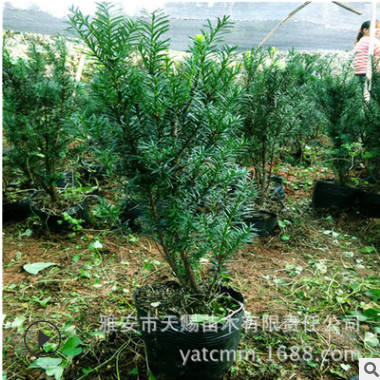 園林綠化工程苗木 曼地亞紅豆杉樹苗 當(dāng)年結(jié)果南北種植 庭院盆景