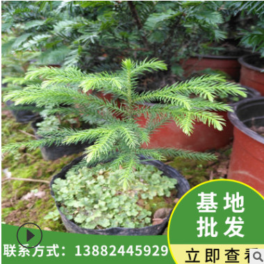 南洋杉 工程綠化苗杉樹 家庭美化盆栽地栽南洋杉苗 花木盆景批發(fā)