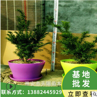 基地直銷曼地亞紅豆杉盆栽苗城市租擺別墅庭院綠植紅豆杉樹苗盆景