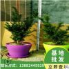 基地直銷曼地亞紅豆杉盆栽苗城市租擺別墅庭院綠植紅豆杉樹苗盆景
