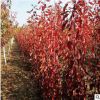 彩葉豆梨 三級(jí)觀賞樹高檔綠化樹青州苗木基地直銷 一站式采購