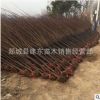 紅葉李紫葉李樹苗綠化苗木 紅葉李紫葉李苗工程 庭院 別墅綠化苗