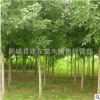 批發(fā)速生對(duì)節(jié)白蠟苗 金葉絨毛老原生白蠟樹苗園林綠化 種植基地
