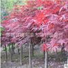 綠化苗日本紅楓苗美國(guó)紅楓中國(guó)紅楓苗黃金楓紅楓小苗庭院盆栽花卉