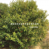安徽叢生大葉女貞-精品叢生大葉女貞-冠幅2-5米出售