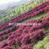 浙江張正剛紅楓紅豆杉大型苗木場