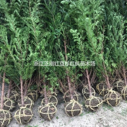 紅豆杉報價紅楓報價