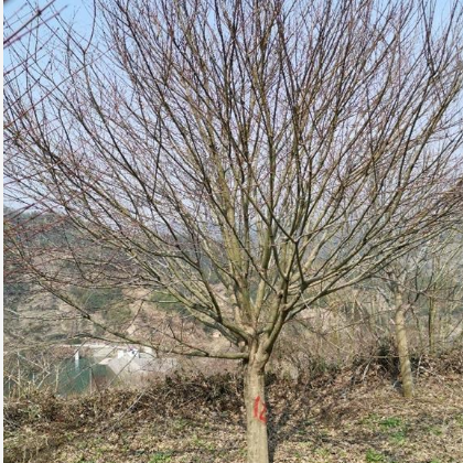 浙江省紹興正剛苗木場批發供應紅豆杉、紅楓、垂絲海棠、