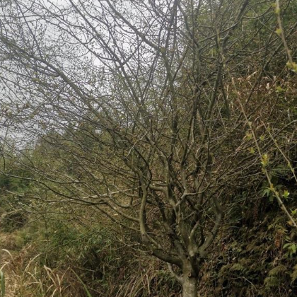 垂絲海棠、羽毛楓、櫻花、