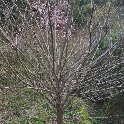 浙江紅豆杉、紅楓、櫻花、垂絲海棠
