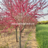 沭陽紅葉碧桃基地 大量銷售青葉碧桃 紫葉桃小苗多少錢一株圖片
