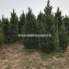 沭陽蜀檜基地 銷售北京檜 塔柏 塔松小苗多少錢一株 圖片