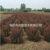 紅葉小檗球價(jià)格_紅葉小檗球產(chǎn)地_紅葉小檗球綠化苗木苗圃基地