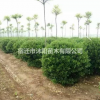 大葉黃楊球價(jià)格_大葉黃楊球產(chǎn)地_大葉黃楊球綠化苗木苗圃基地