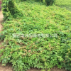 美國(guó)地錦價(jià)格_美國(guó)地錦產(chǎn)地_美國(guó)地錦綠化苗木苗圃基地
