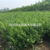 小葉女貞價(jià)格_小葉女貞產(chǎn)地_小葉女貞綠化苗木苗圃基地