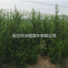 直生龍柏價格_直生龍柏產(chǎn)地_直生龍柏綠化苗木苗圃基地