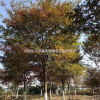 江蘇沭陽櫸樹