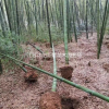 批發羅漢竹 羅漢竹苗 羅漢竹基地 羅漢竹產地，竹子基地