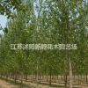 大量供應速生楊樹，白楊樹 意楊 規格齊全
