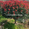 高桿石楠柱 紅葉石楠樁