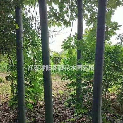 青桐價(jià)格_青桐圖片_青桐產(chǎn)地_青桐綠化苗木苗圃基地