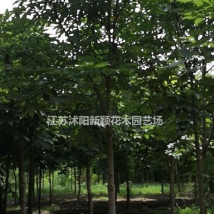 七葉樹(shù)，白花七葉樹(shù)，紅花七葉樹(shù)