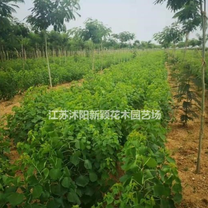 櫸樹(shù)，撲樹(shù)，烏桕