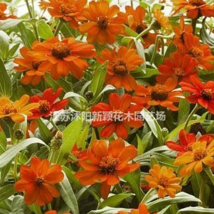 百日草種子 百日草圖片