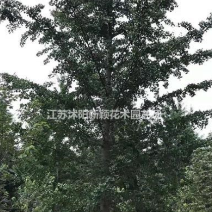 大銀杏(白果樹(shù))