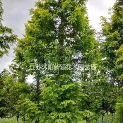 水杉 落羽杉水杉 金葉水杉基地