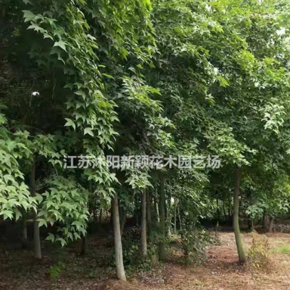 直銷(xiāo)楓香，楓香樹(shù)，楓香基地，北美楓香，美國(guó)楓香