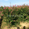 湖南紫薇、湖南紫薇價格、紫薇價格、嫁接紫薇、湖南哪里有紫薇賣