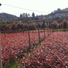 湖南紅葉石楠、精品紅葉石楠