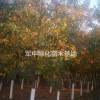 北美楓香8一22公分北美楓香基地/價格/圖片/產地/行情