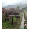 協(xié)燦苗木13公分羽毛楓14公分羽毛楓15公分羽毛楓16公分