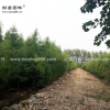 水杉價格_水杉基地_水杉產地_水杉綠化苗木苗圃基地