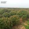 石楠球價格_石楠球圖片_石楠球產(chǎn)地_石楠球綠化苗木苗圃基地