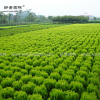 灑金柏球價格_灑金柏球產(chǎn)地_灑金柏球綠化苗木苗圃基地