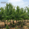 石榴價格_石榴圖片_石榴產(chǎn)地_石榴綠化苗木苗圃基地