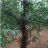 基地直銷優(yōu)質(zhì)皂角樹苗當年生小苗0.5公分以上皂角樹苗量大優(yōu)惠