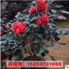 批發(fā)盆栽茶花苗 盆景茶花苗 茶花大苗 當年開花 成活率高