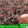 紫葉吊竹梅吊蘭綠植盆栽帶盆 垂吊爬藤花卉室內(nèi)桌面客廳觀葉植物