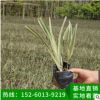 山管蘭地被苗 綠化袋苗、基地直銷、量大價(jià)優(yōu)、品種多樣